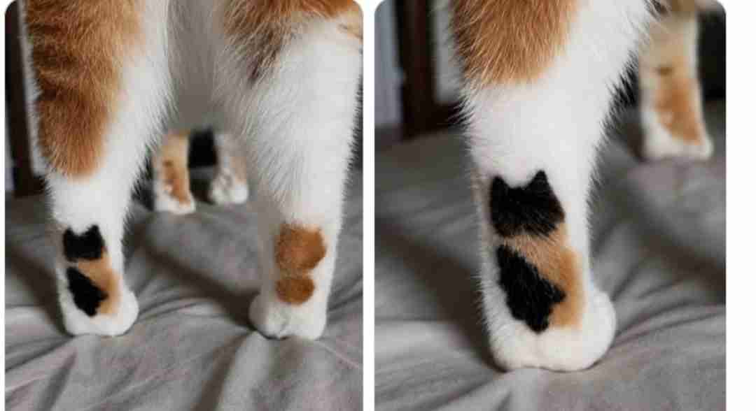 動物の可愛い、面白いエピソードや画像を貼るトピ