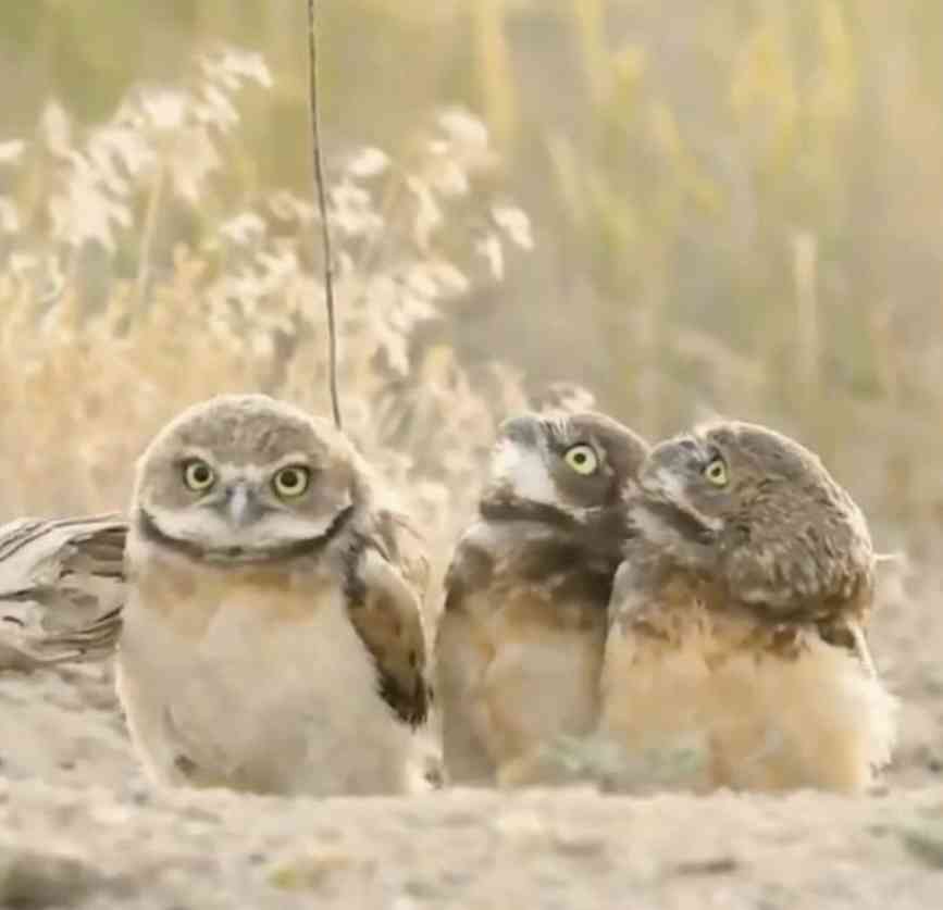動物の可愛い、面白いエピソードや画像を貼るトピ