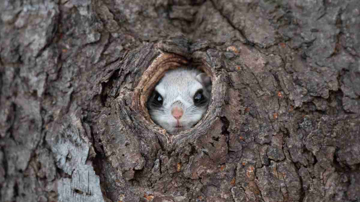 動物の可愛い、面白いエピソードや画像を貼るトピ