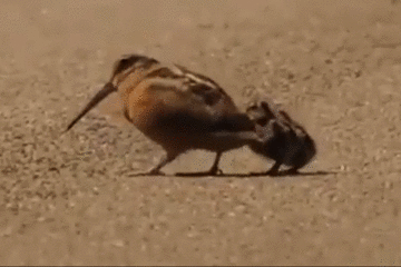 動物の可愛い、面白いエピソードや画像を貼るトピ