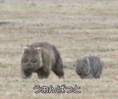 動物の可愛い、面白いエピソードや画像を貼るトピ