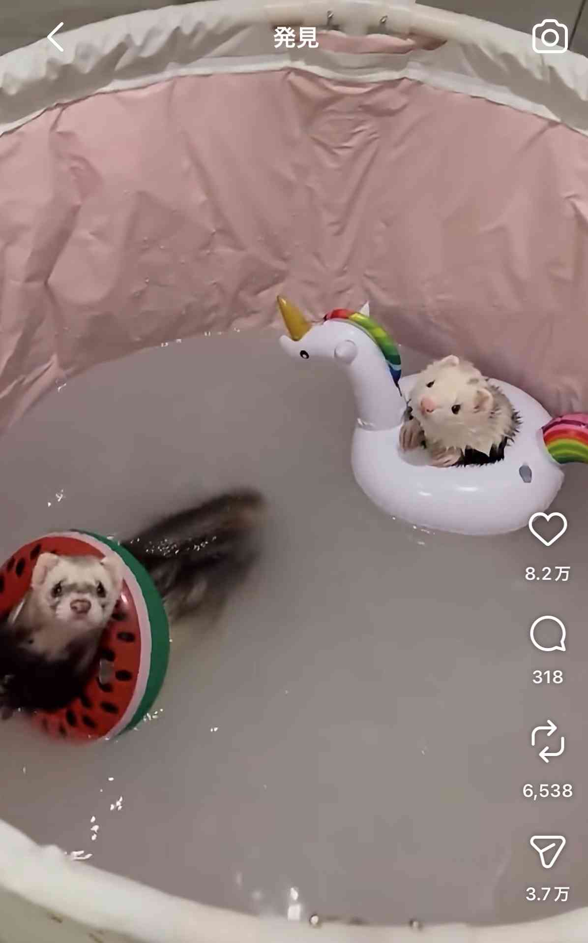 動物の可愛い、面白いエピソードや画像を貼るトピ
