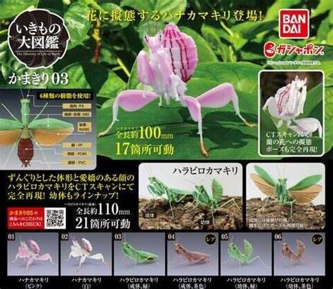 人気すぎて「販売中止」「ガチャ活疲れ」も…なぜ大人が熱狂?カプセルトイ市場に異変
