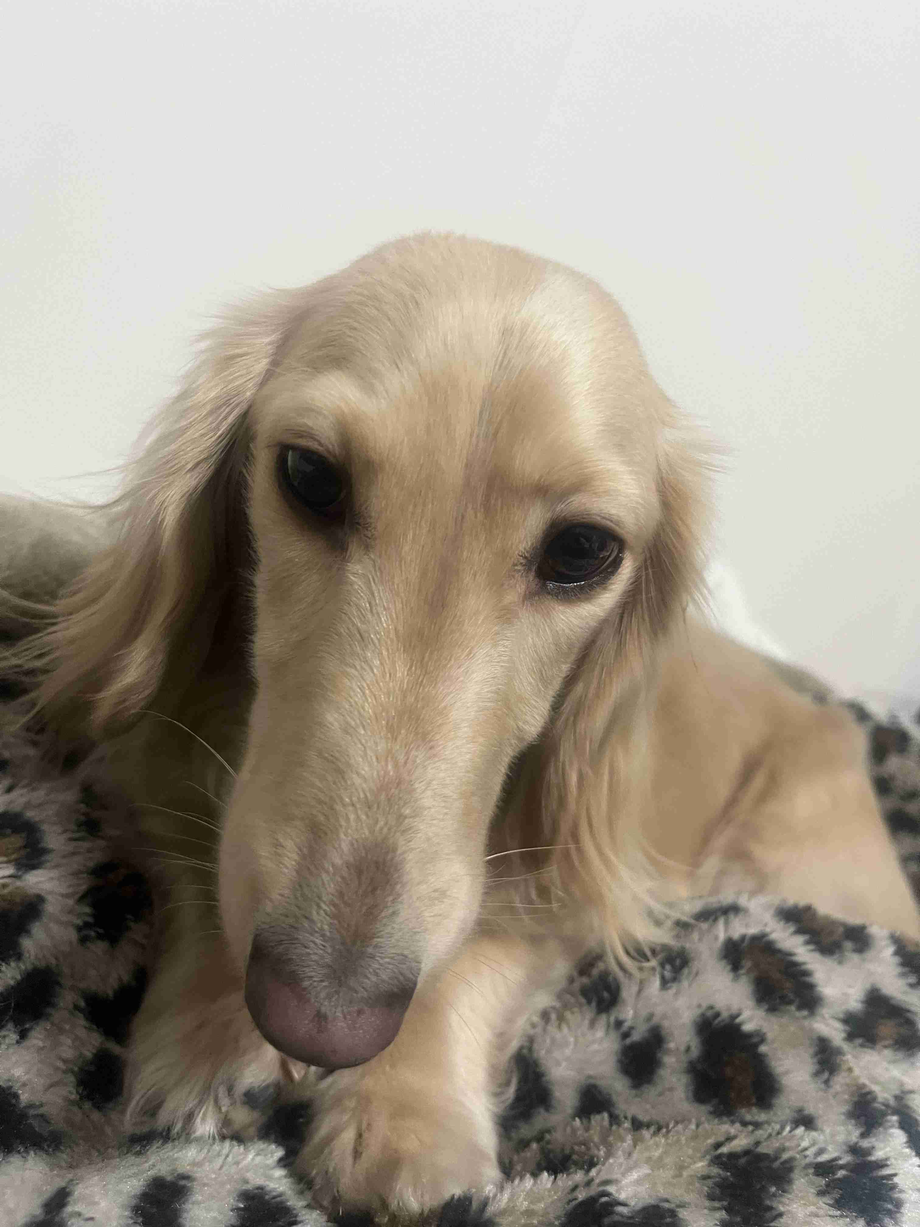 飼ってる犬や猫が、密かに抱いてそうな不満