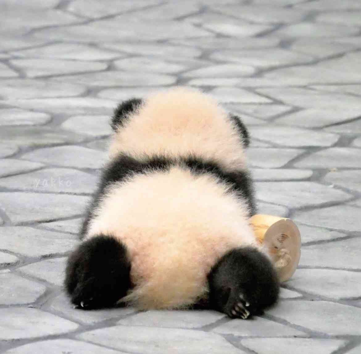 おにぎり弁当の画像が見たい
