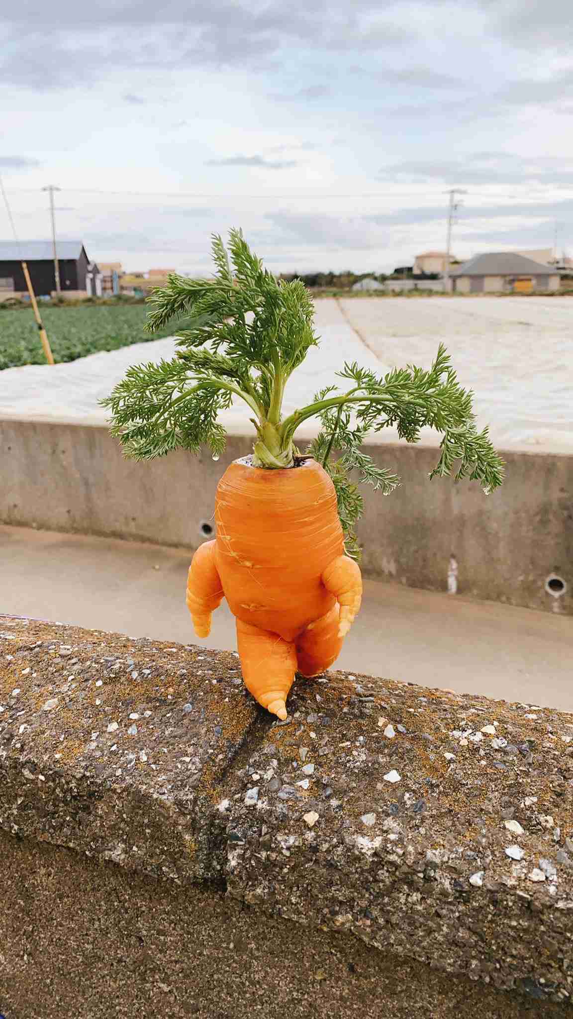 野菜を冷凍しますか?