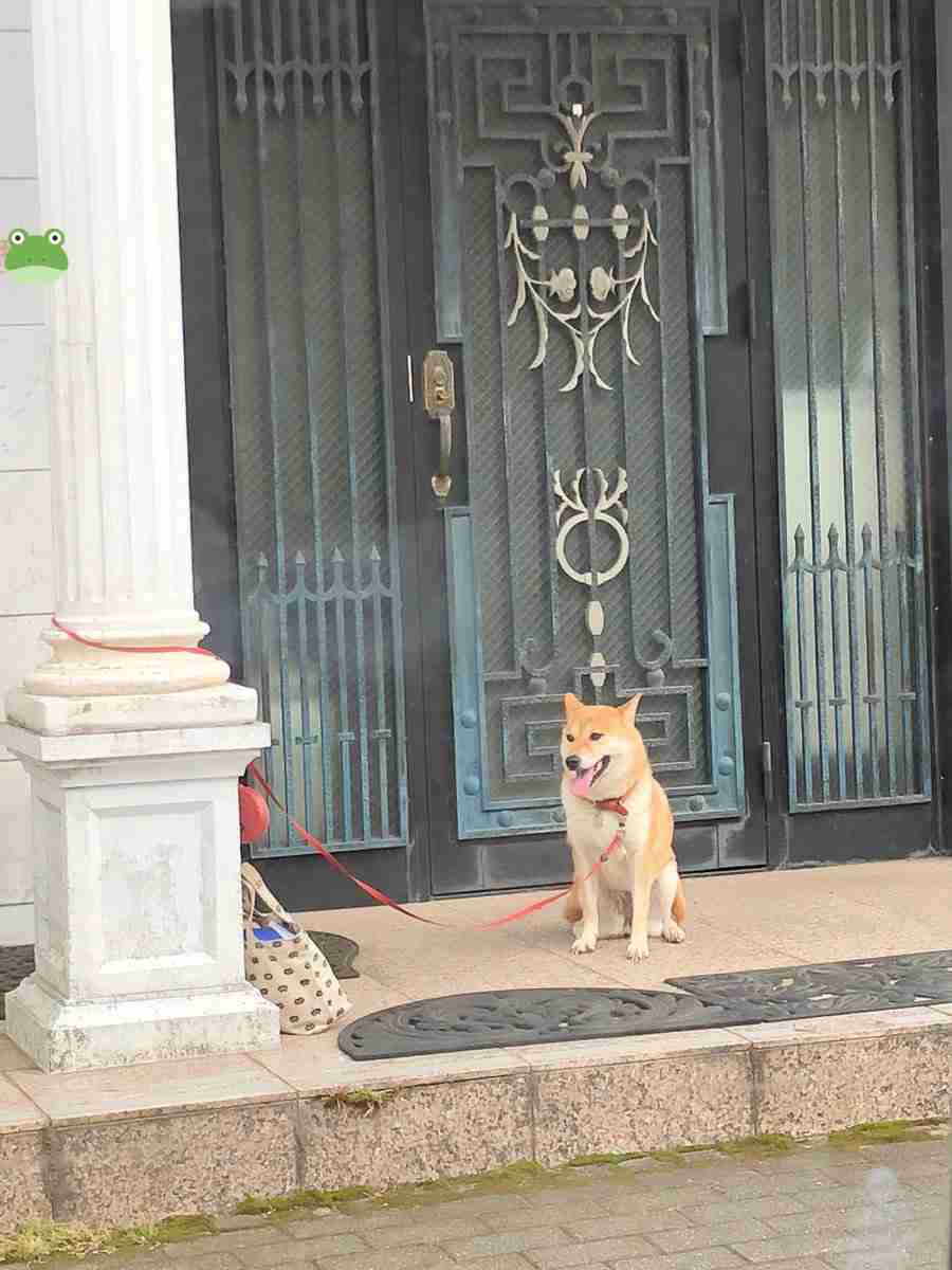 【犬の家庭ガチャ】生まれ変わるなら、どんな家の犬になりたい?