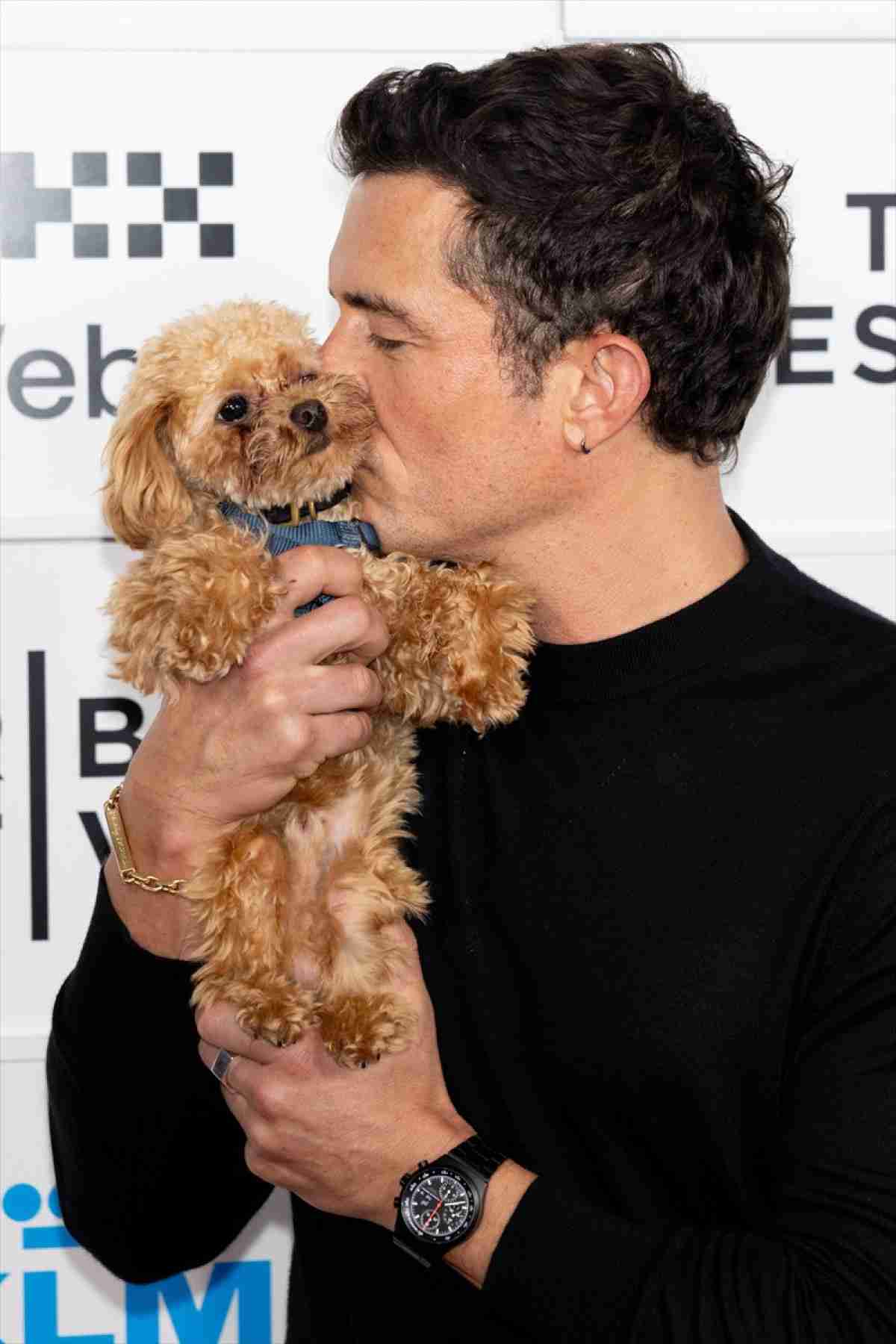 【犬の家庭ガチャ】生まれ変わるなら、どんな家の犬になりたい?