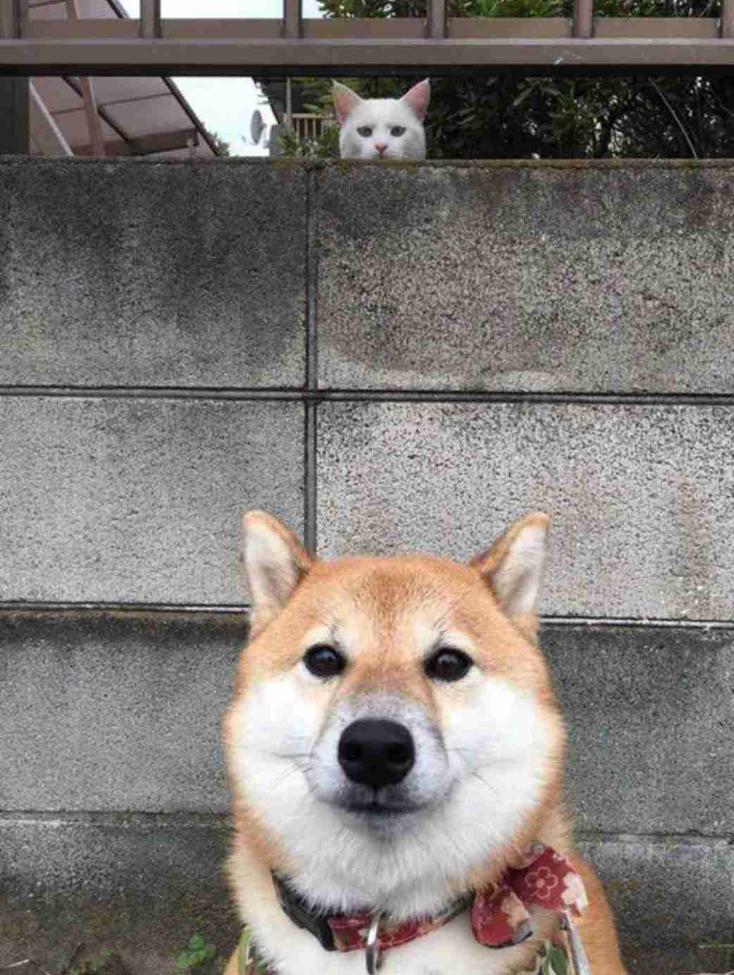 あなたのお気に入りの写真を見せてください