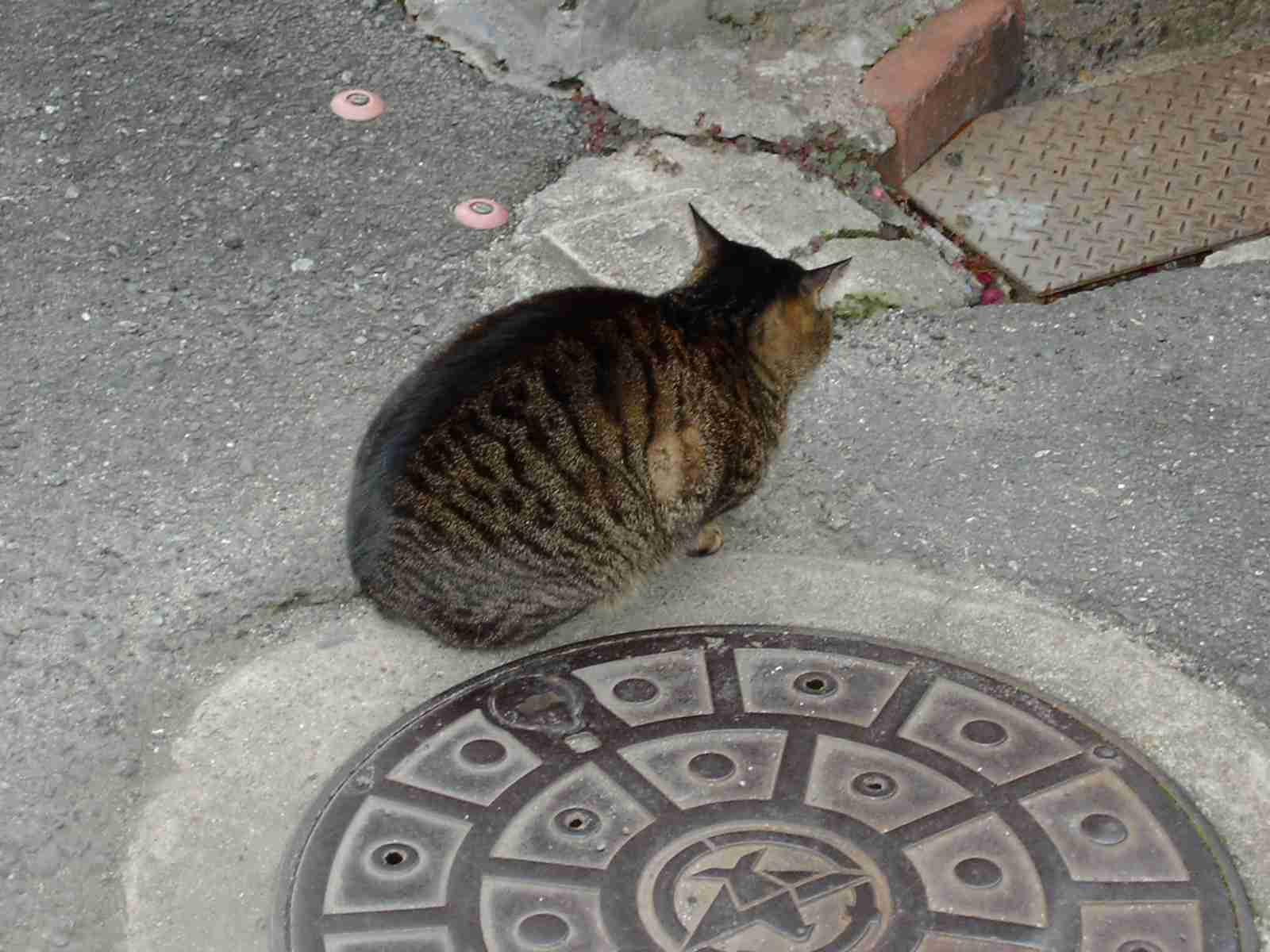 あなたのお気に入りの写真を見せてください