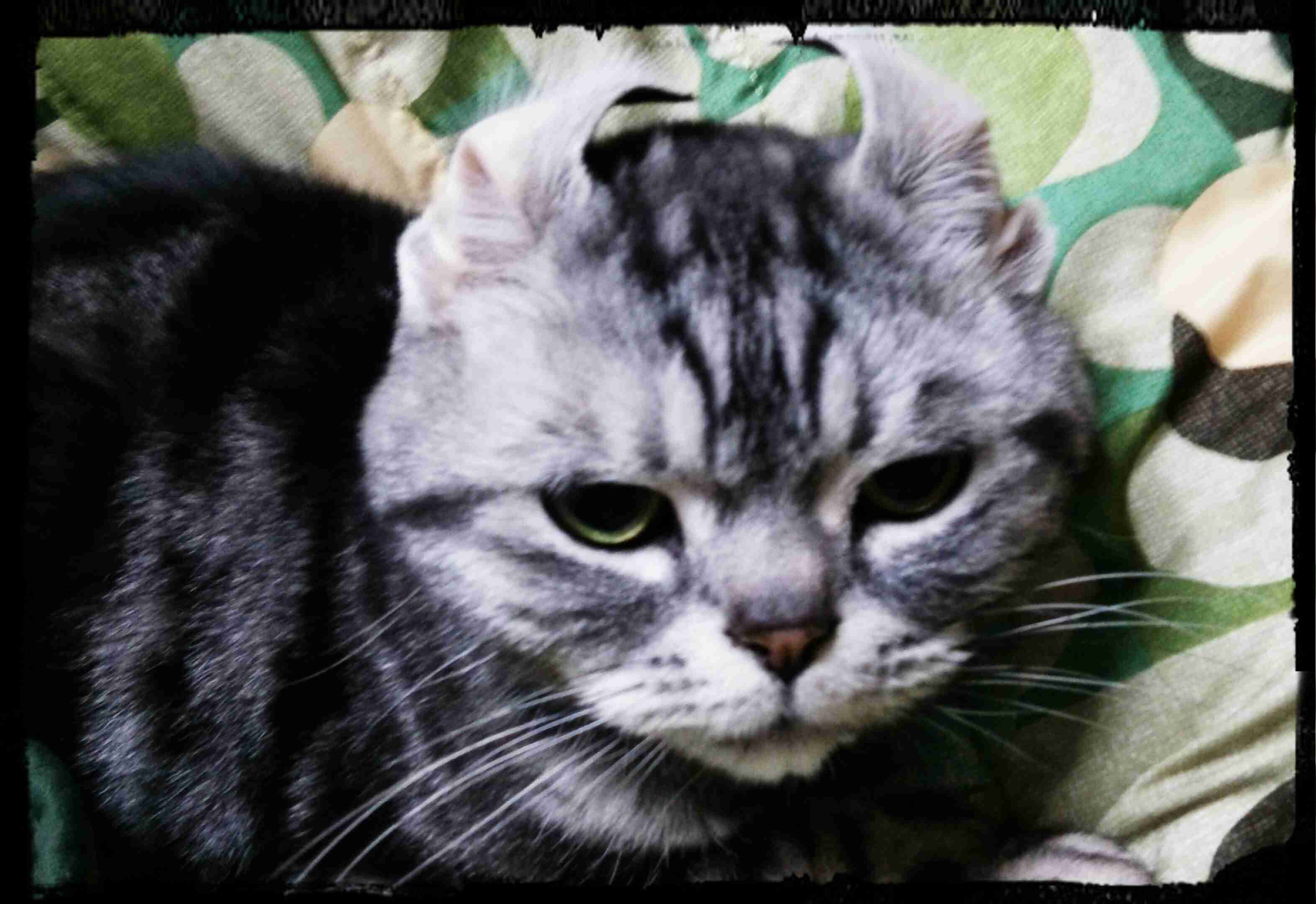 あなたのお気に入りの写真を見せてください