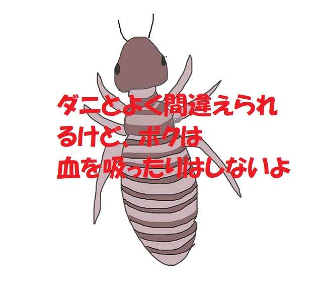 チャタテムシについて語ろう