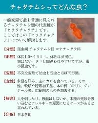 チャタテムシについて語ろう
