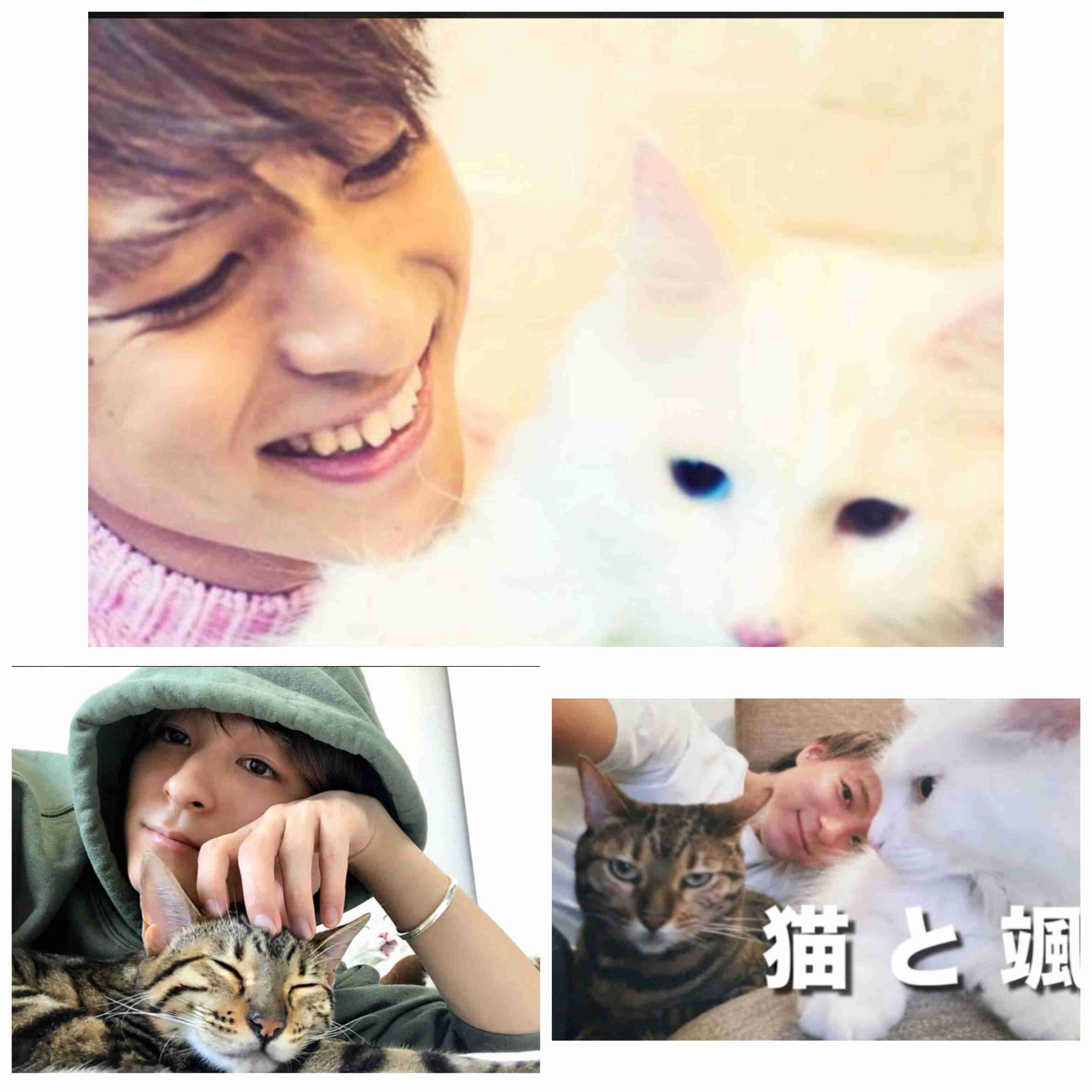 【教えて】猫好きイケメン有名人