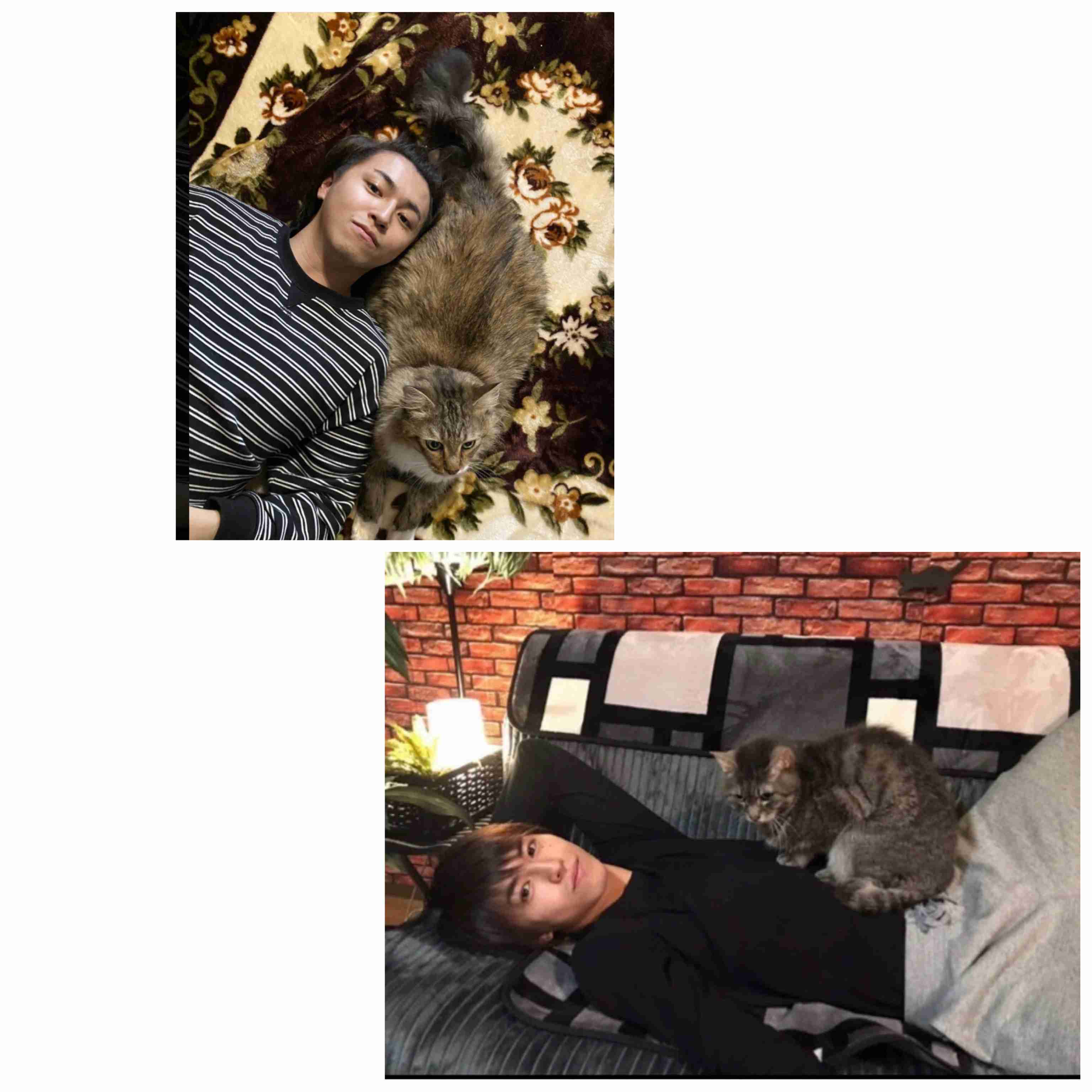 【教えて】猫好きイケメン有名人