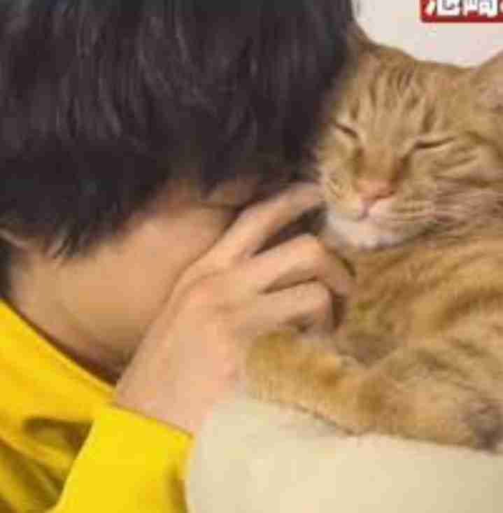 【教えて】猫好きイケメン有名人