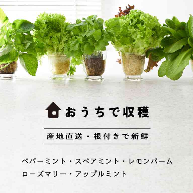 自分で育ててるハーブ教えて!