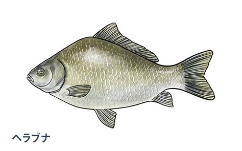 魚の効果感じますか