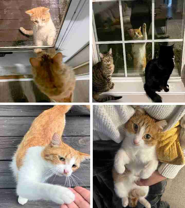 猫ちゃんねるに立ちそうなトピ