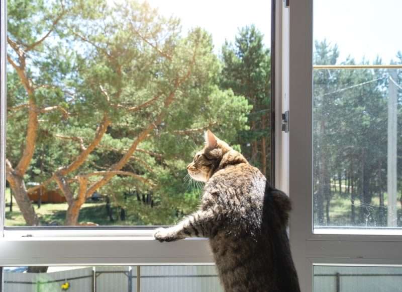 猫ちゃんねるに立ちそうなトピ