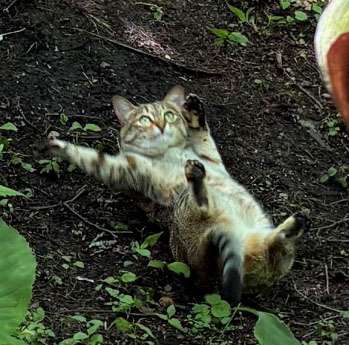 可愛すぎて話題になった動物
