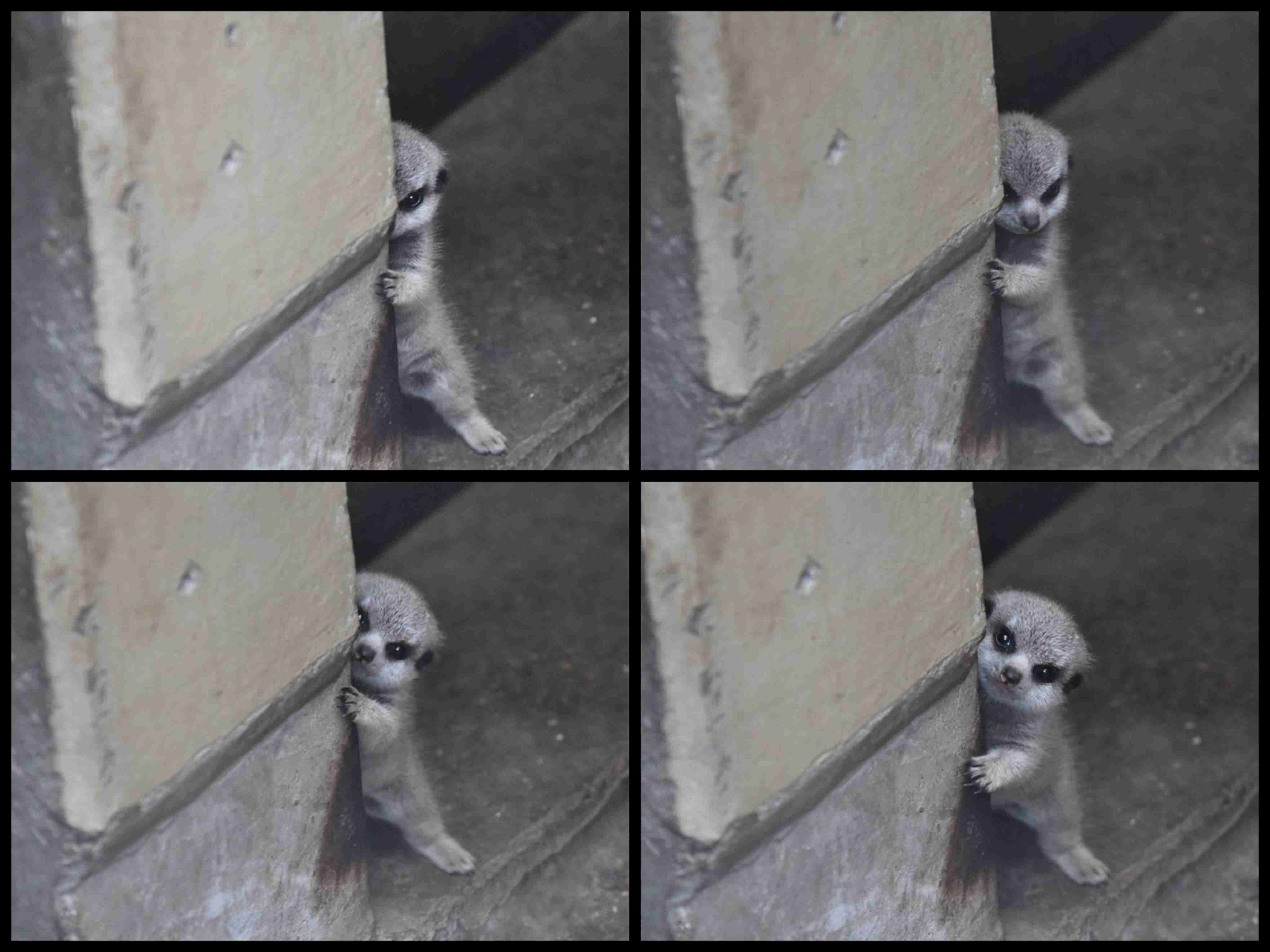 可愛すぎて話題になった動物