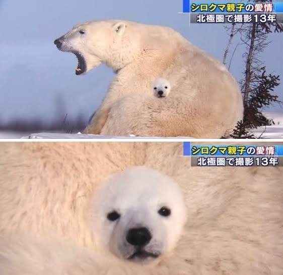 可愛すぎて話題になった動物