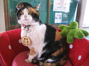 可愛すぎて話題になった動物