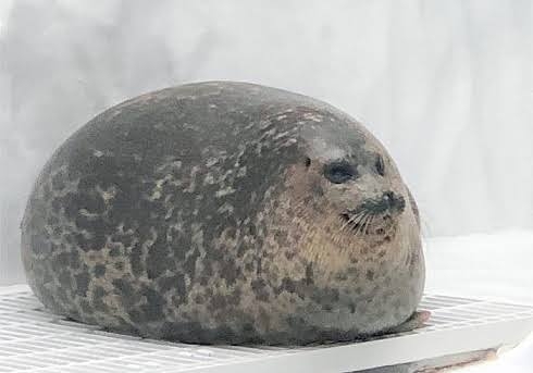 可愛すぎて話題になった動物