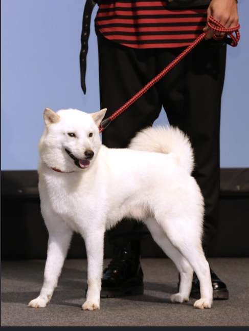 可愛すぎて話題になった動物