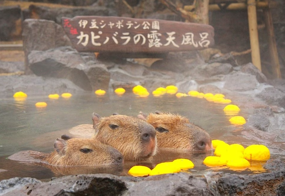 可愛すぎて話題になった動物