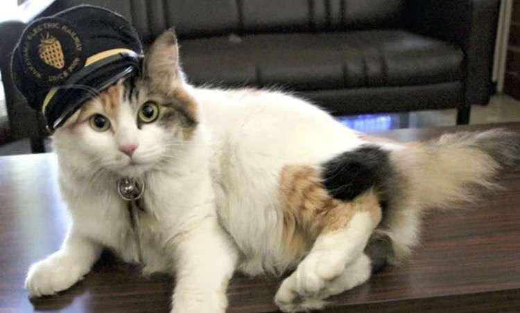 可愛すぎて話題になった動物