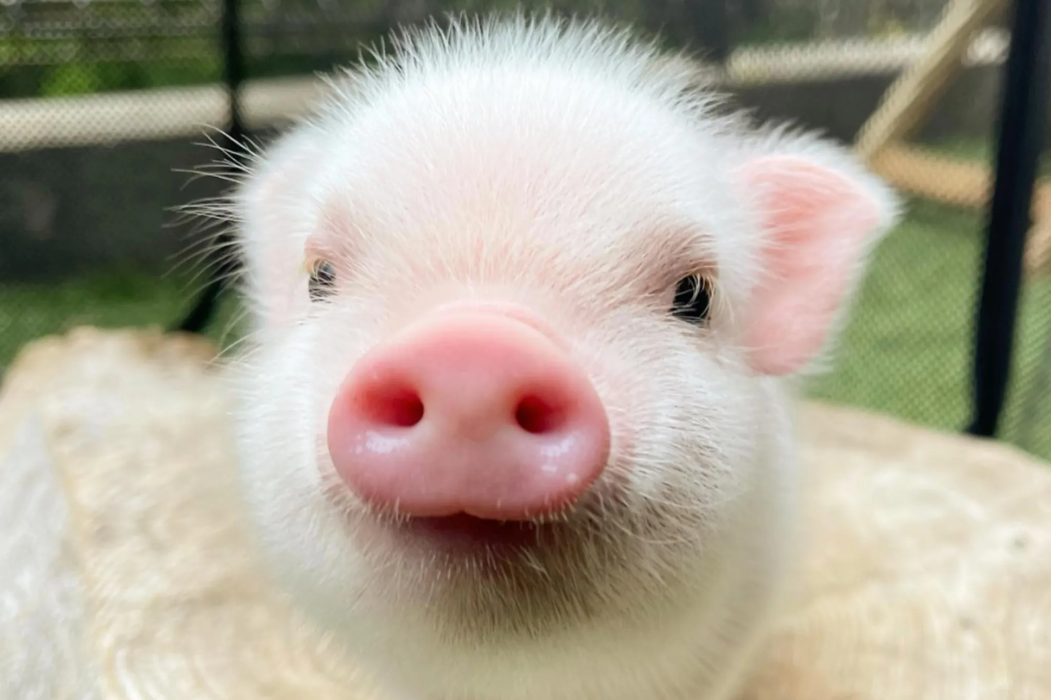 可愛すぎて話題になった動物