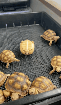 可愛すぎて話題になった動物