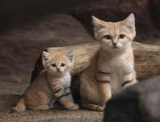可愛すぎて話題になった動物