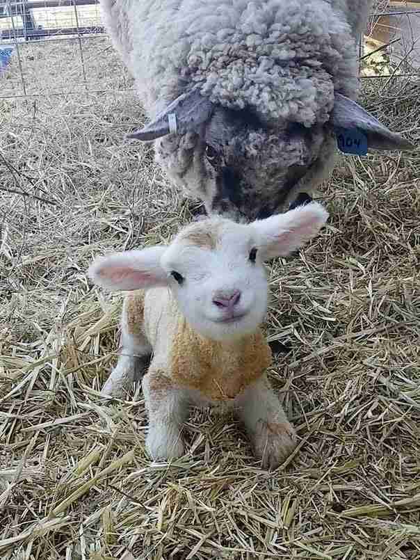 可愛すぎて話題になった動物