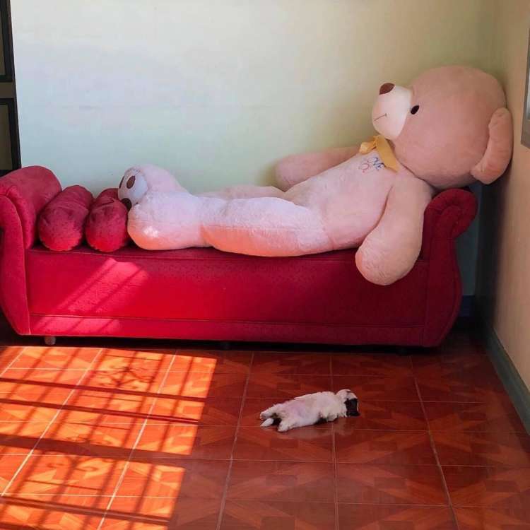 可愛すぎて話題になった動物