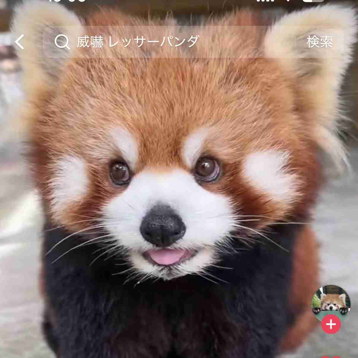 可愛すぎて話題になった動物
