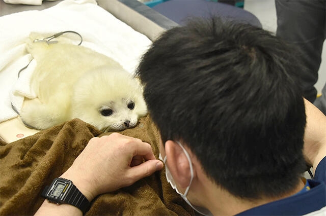 可愛すぎて話題になった動物