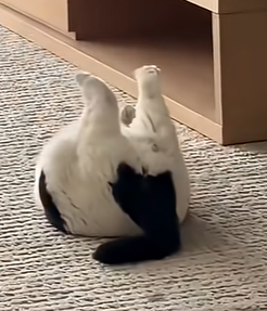 可愛すぎて話題になった動物