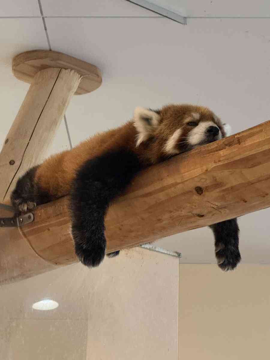 可愛すぎて話題になった動物