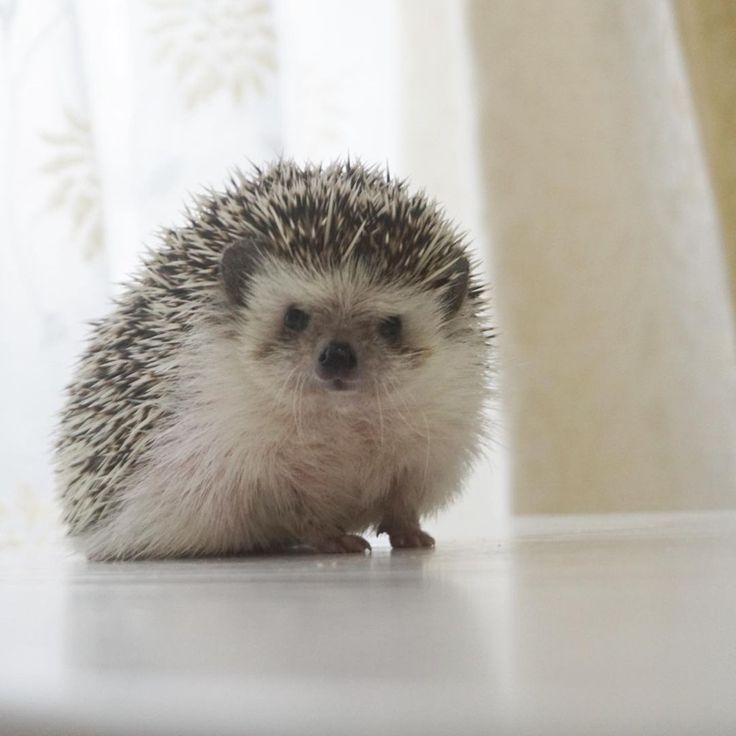 可愛すぎて話題になった動物