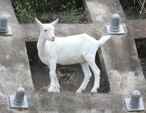 可愛すぎて話題になった動物