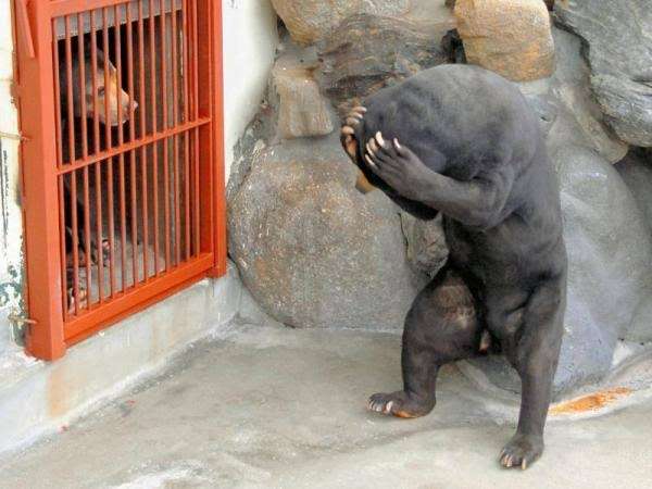 可愛すぎて話題になった動物