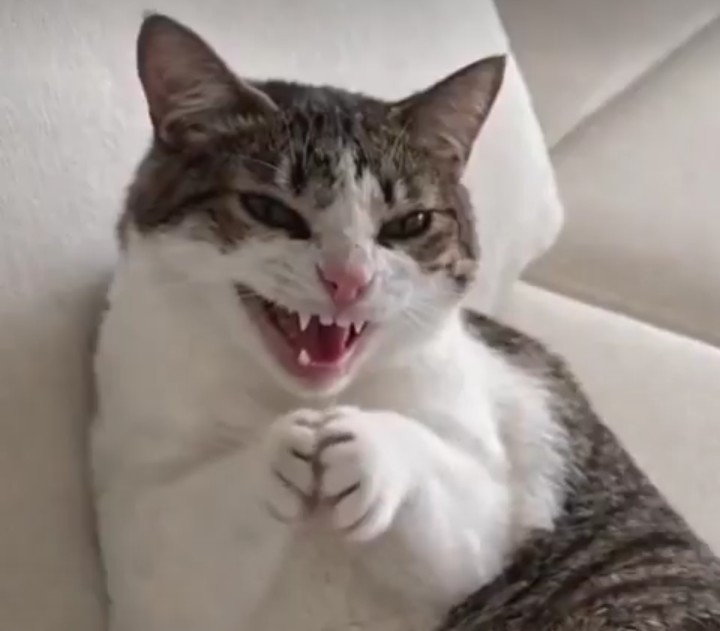 笑う動物たち