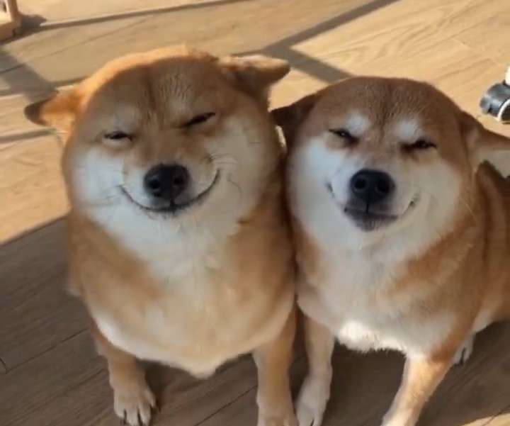 笑う動物たち