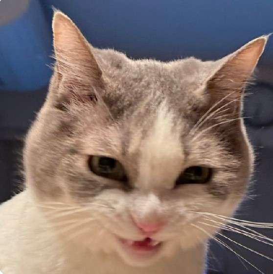 笑う動物たち