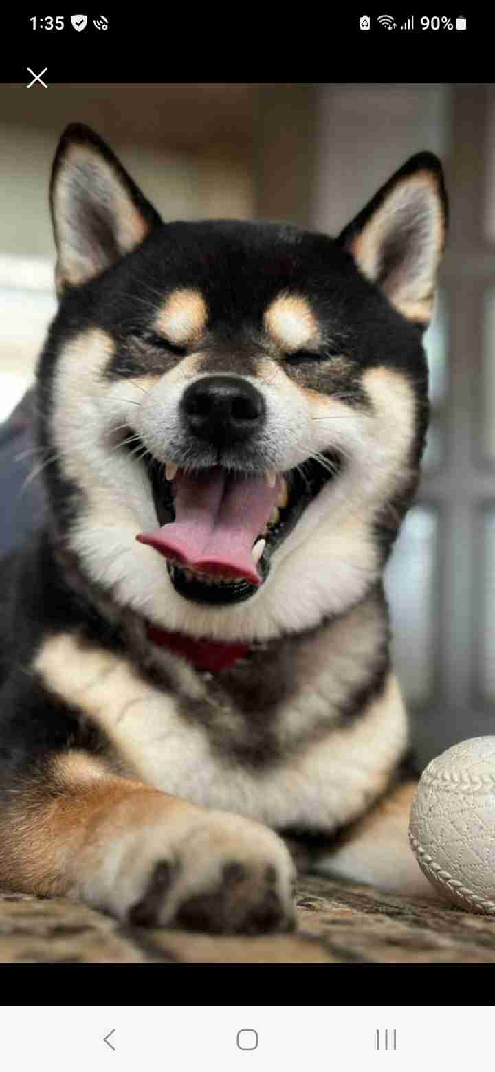 笑う動物たち
