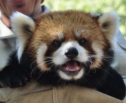 笑う動物たち