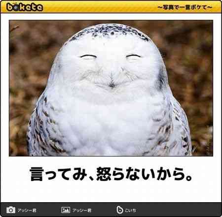 笑う動物たち